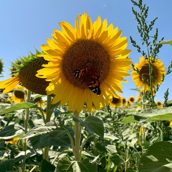 Meet your Posher, Cathy - Picture 1 of 1